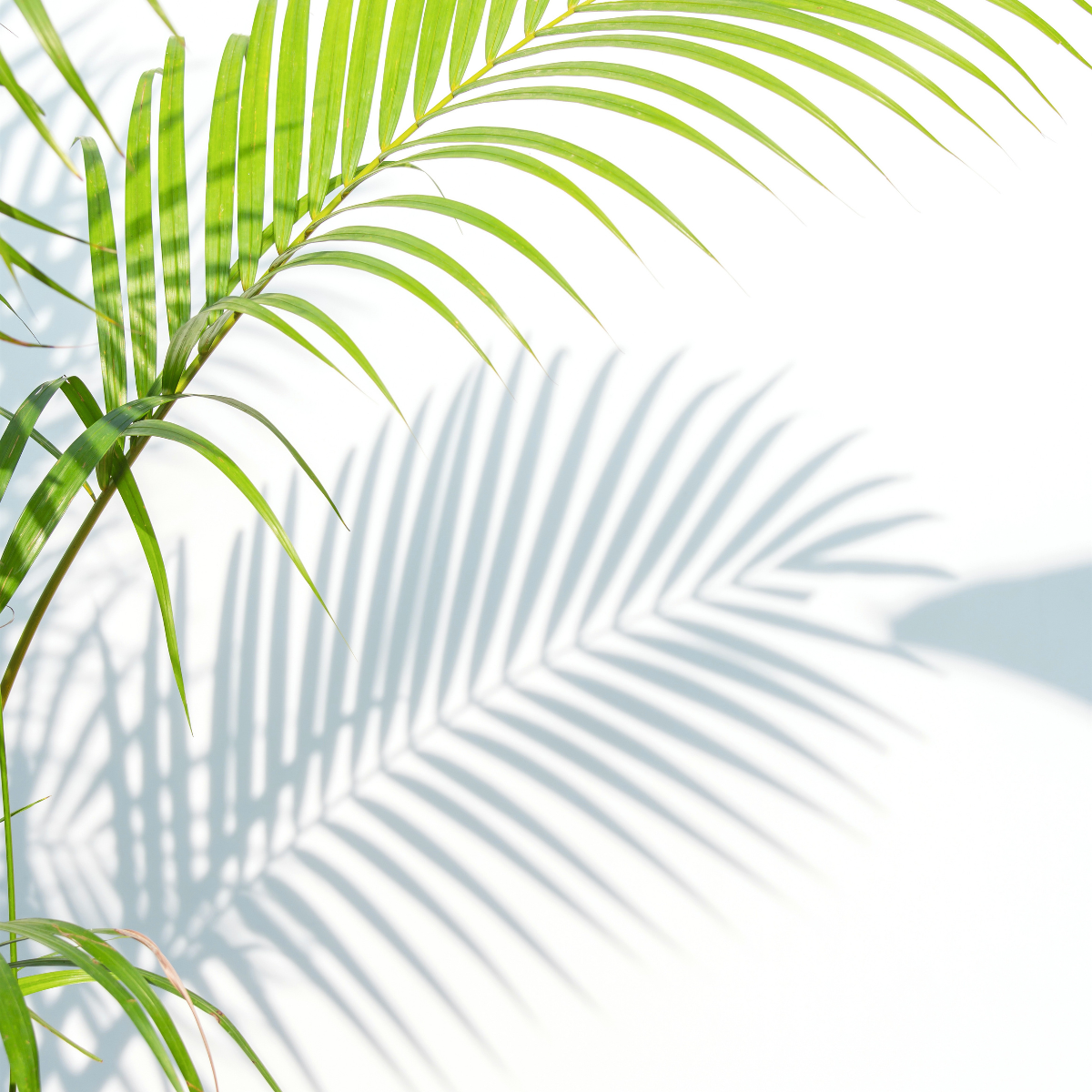 Soft palm leaves and shadows on a bright white background